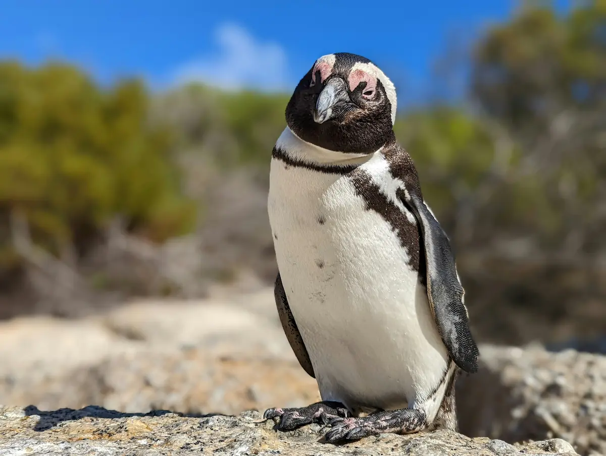 Boulders Beach