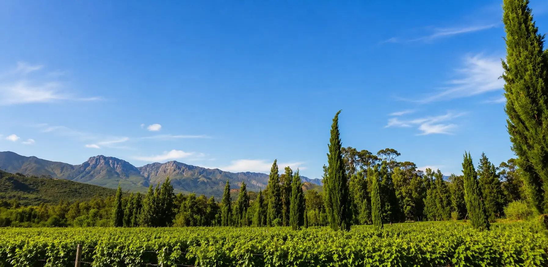 Working Wine Estate